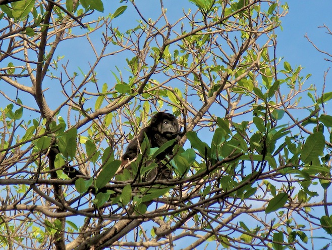 CR Tamarindo Camp Monkey